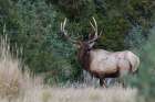 Bull Elk Bugling Art Print